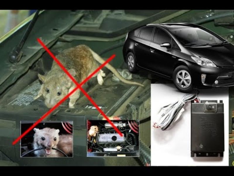 Cách Chống Chuột Vào Khoang Máy Xe Điện Hiệu Quả Và An Toàn